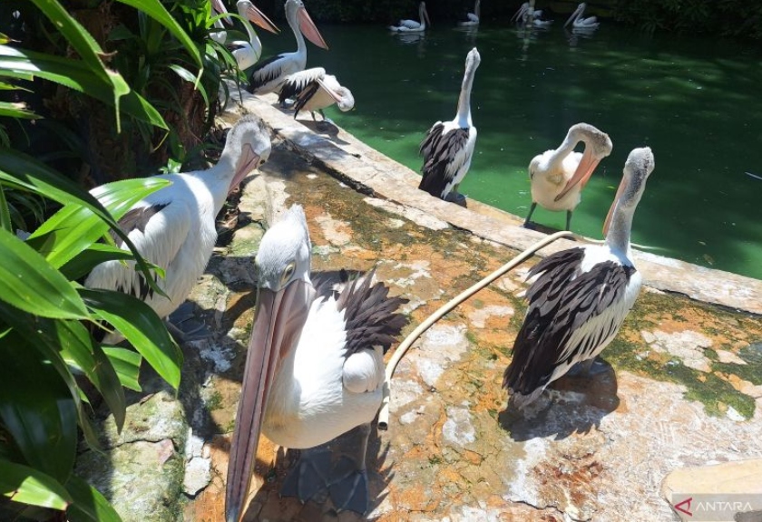 Satwa pelikan di Taman Margasatwa Ragunan, Jakarta