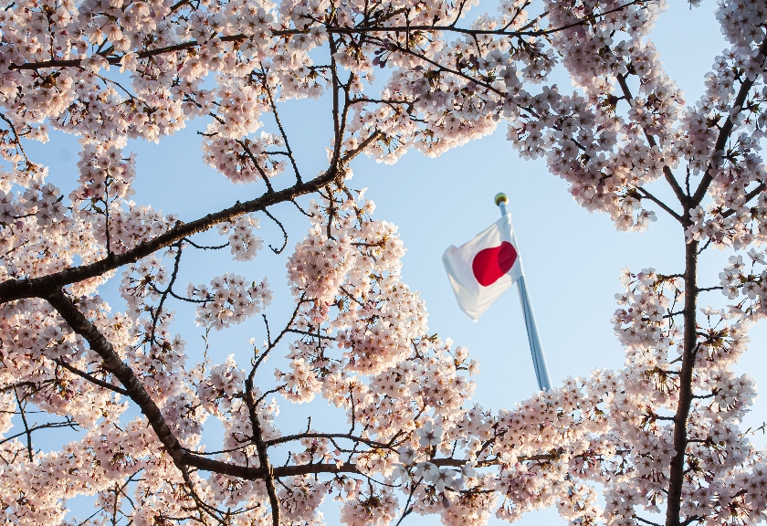 Bunga Sakura