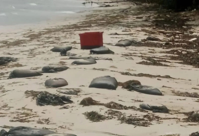 Karung goni berisi limbah minyak hitam terdampar di kawasan Pantai Trikora, Kabupaten Bintan