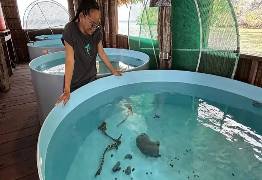 Anakan hiu zebra 