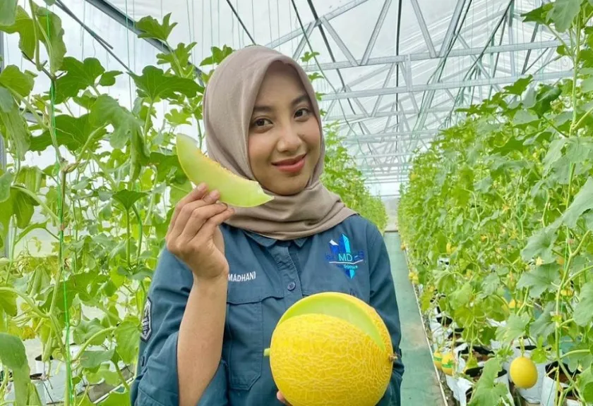 Wisata Edukasi Petik Melon 