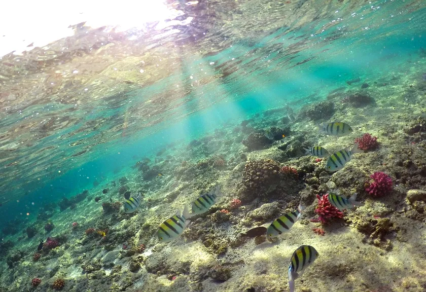 Pemandangan bawah laut