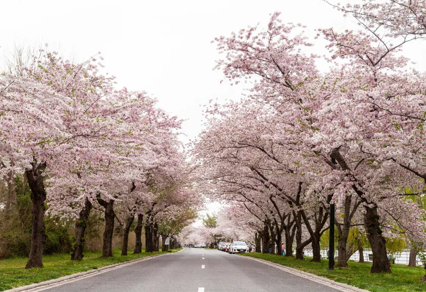 Sakura
