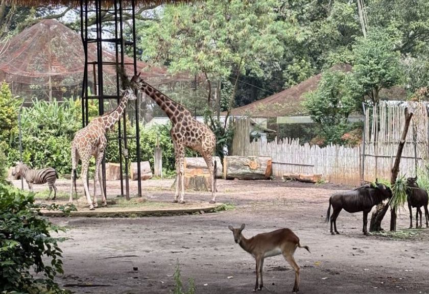 Bandung Zoo