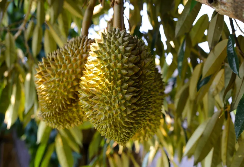 Ilustrasi - Wisata mencicipi durian premium di kebun