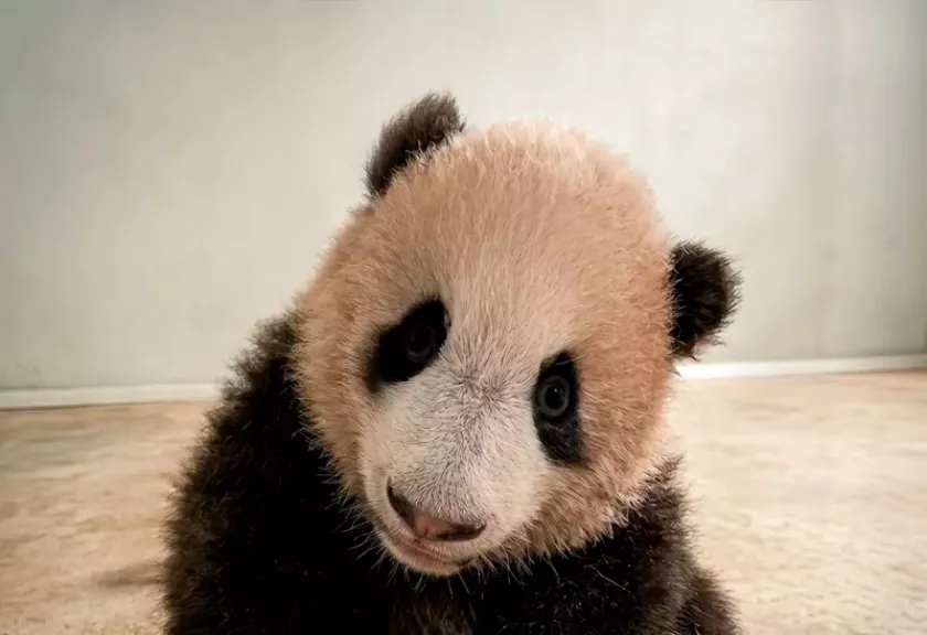 Bayi panda raksasa Rio
