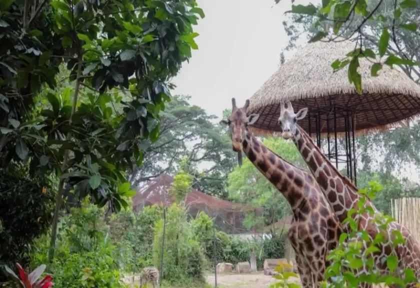 Kebun Binatang Bandung (Bandung Zoo)