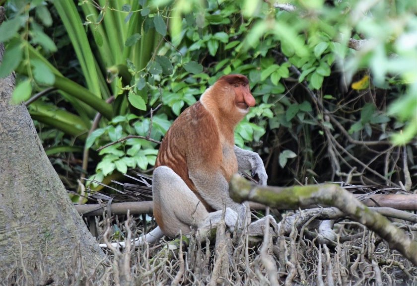 Bekantan