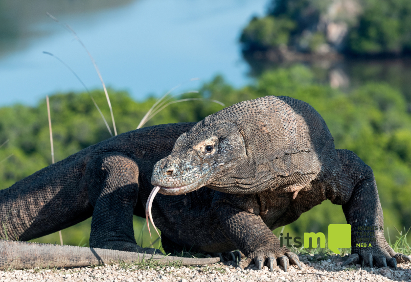 Komodo