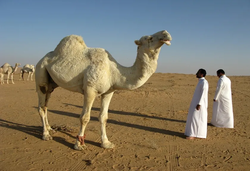 Wisata Arab Saudi