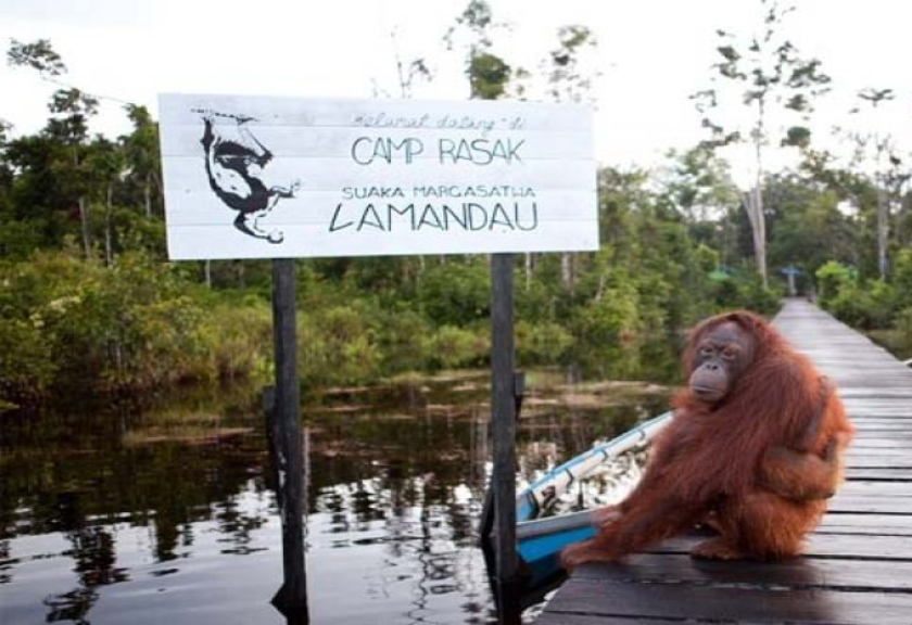 Lamandau